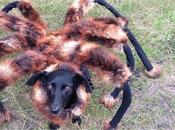 chien transformé araignée géante sème panique (Vidéo)