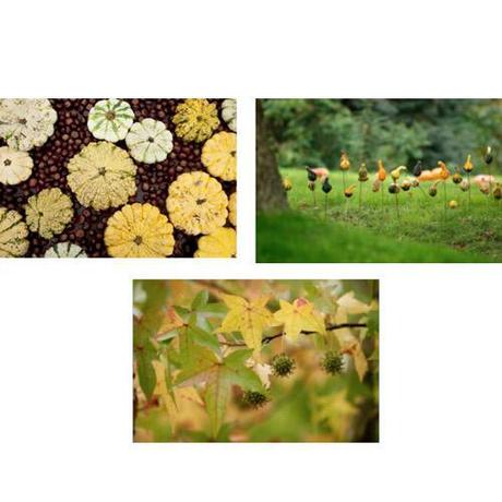 DOMAINE DE CHAUMONT-SUR-LOIRE : Découvrez les “Splendeurs d’automne” lors de promenades végétales aux beaux jours de l’automne et de leurs extraordinaires couleurs