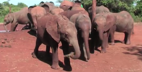 Une fondation pour sauver les éléphanteaux orphelins