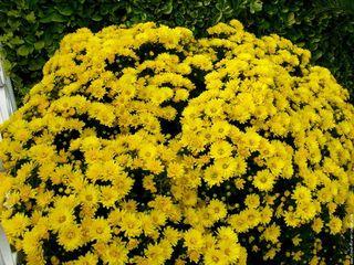 Chrysantheme jaune