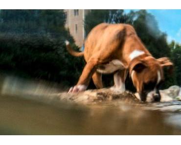 7 astuces parfaites pour photographier avec votre iPhone