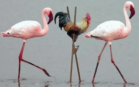 Equipe multi-culturelle = multi-problème?