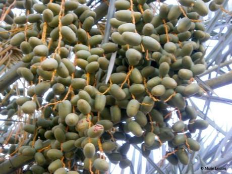 09.-Fruits-Palmier-dattier.JPG