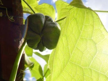 Le jardin en septembre