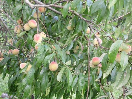 Le jardin en septembre