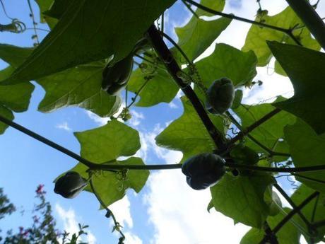 Le jardin en septembre