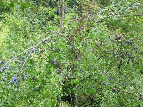 Le jardin en septembre