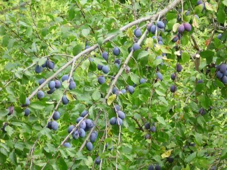 Le jardin en septembre