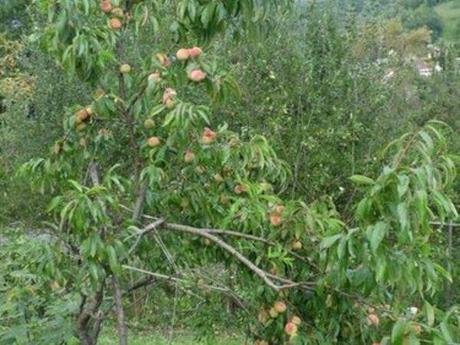 Le jardin en septembre