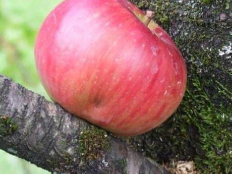 Le jardin en septembre