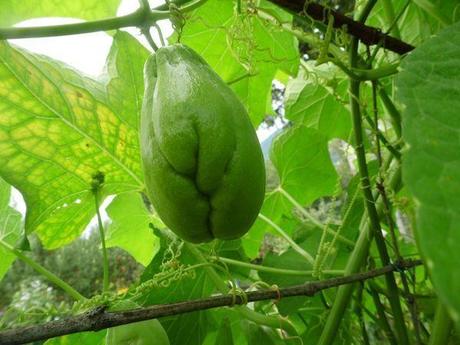 Le jardin en septembre