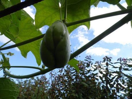 Le jardin en septembre
