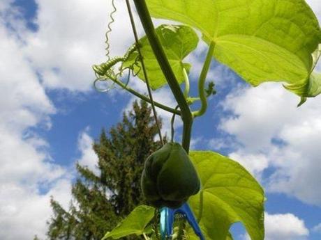 Le jardin en septembre