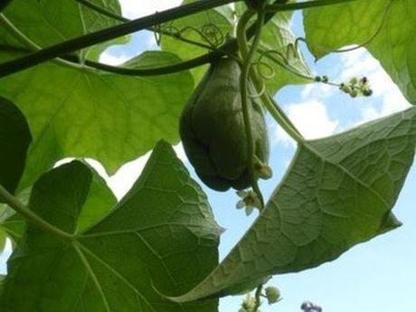 Le jardin en septembre