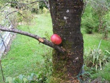 Le jardin en septembre