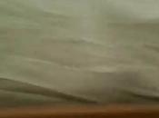 chat voit dans miroir