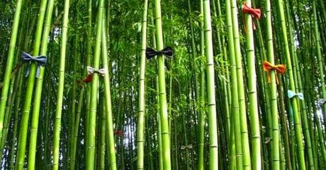 Le bambou a son conte...