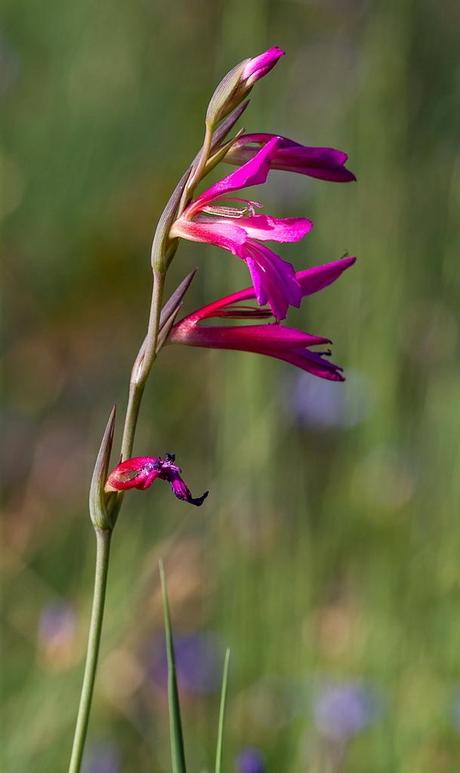 Glaieul Douteux - Gladiolus dubius