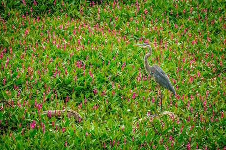 Le grand héron et la renouée amphibie