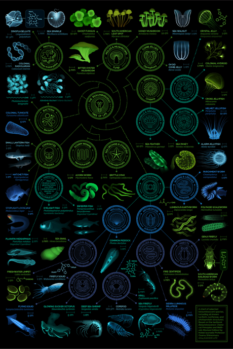La charte des organismes Bioluminescent, par Eleanor Lutz