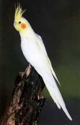 Le ruban de Ito OGAWA