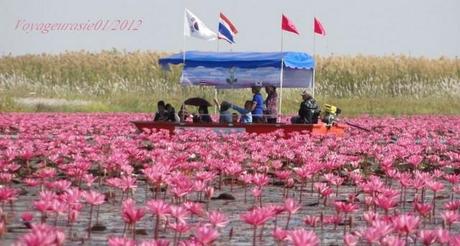 Tiges de lotus sautées aux crevettes (Sai Bua Pad Goong) HD