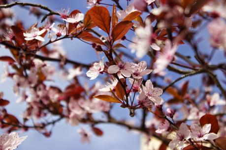 French Curves #6 : Flower Power