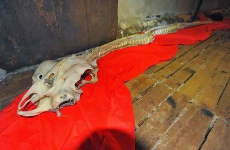 Un squelette de dragon découvert en Chine