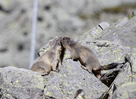 le baiser de la marmotte