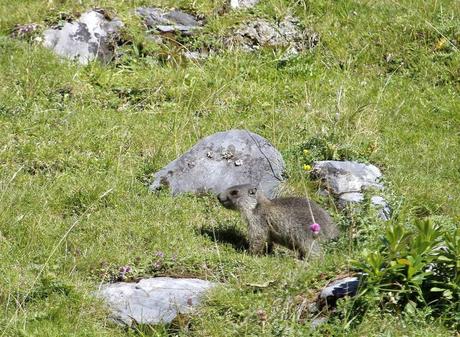 le baiser de la marmotte