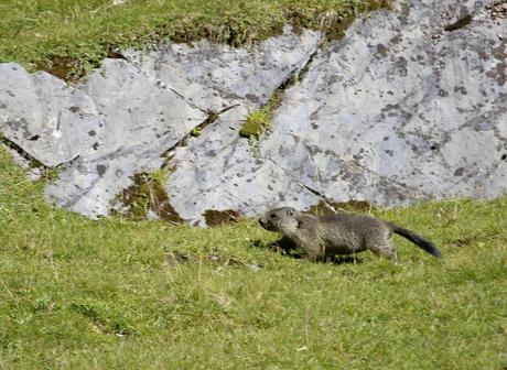 un marmotton