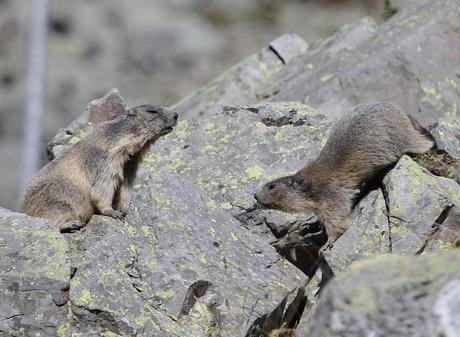 le baiser de la marmotte