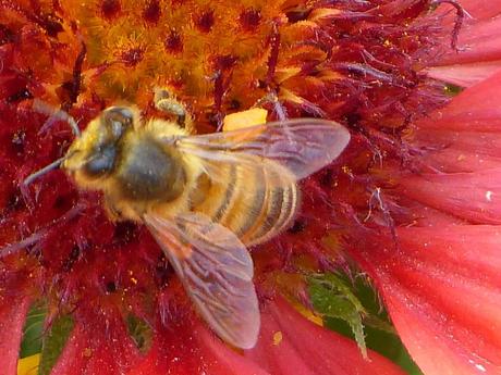 c'est en ce moment même au Jardin des Plantes à PARIS et c'est gratuit....