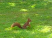 Rapace versus écureuil