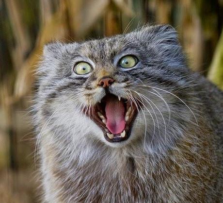 Le Chat de Pallas, le chat qui vous fera mourir de rire