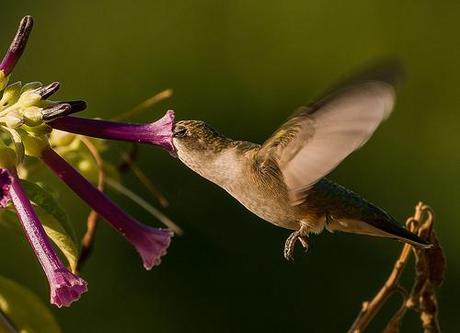 colibris-le-nez-dans-la-fleur.jpg