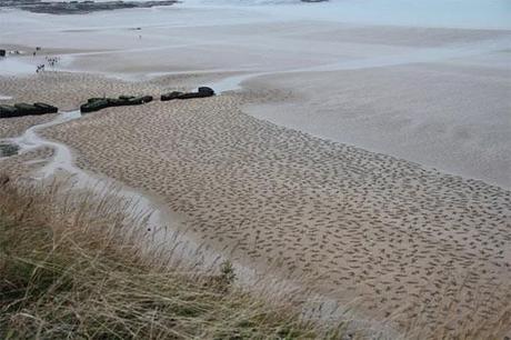 sand art sculpture dessin sable plage mogwaii (118)