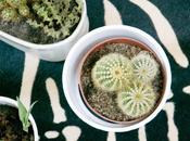 Cactus plantes grasses, folie
