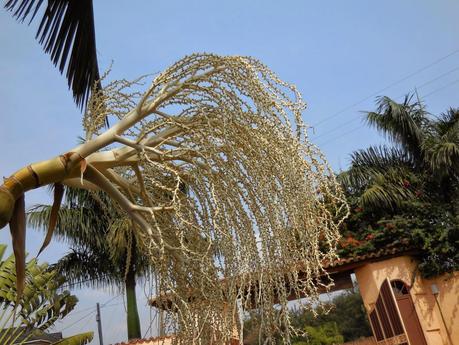 palmiers