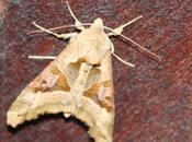 Phlogophora meticulosa, méticuleuse