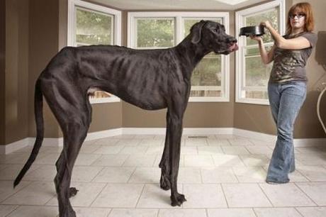 record ndu plus grand chien du monde