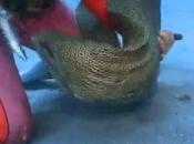 murène s’amuse avec plongeuse