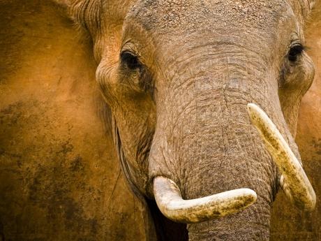 eléphants,afrique,ivoire,biodiversité,ecologie,nature,solidarité,animaux,droits des animaux,video