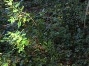 Arbutus andrachnoides