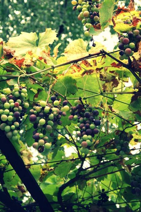 La vigne de Conflans