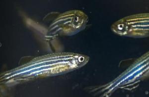 NEUROFIBROMATOSE: Un petit poisson pour un grand espoir de traitement – Cell Reports