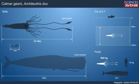 Infographie concernant le calmar géant (Sciences&Avenir)