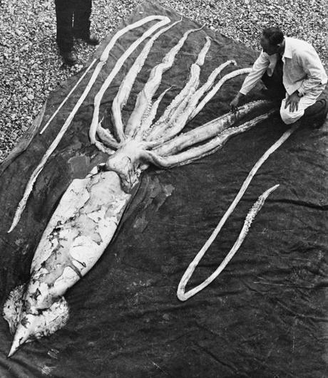 Le plus grand spécimen retrouvé de calmar géant.   NTNU Vitenskapsmuseet — Kjempeblekksprut - Giant Squid Uploaded by Arsenikk .