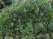 consommation fruits continue