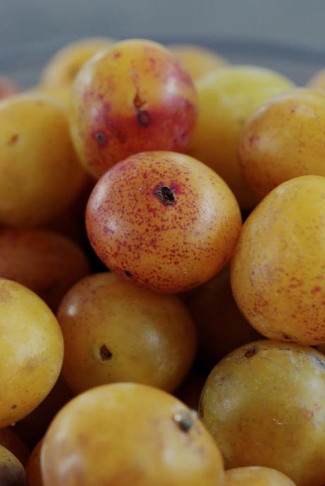 Financier aux pistaches compotée de mirabelles crème légère à la vanille